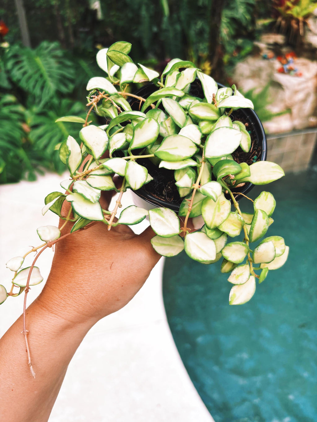 Hoya heuschkeliana inner Variegated Trailing Full Potted House Plant 4 pot climbing vining