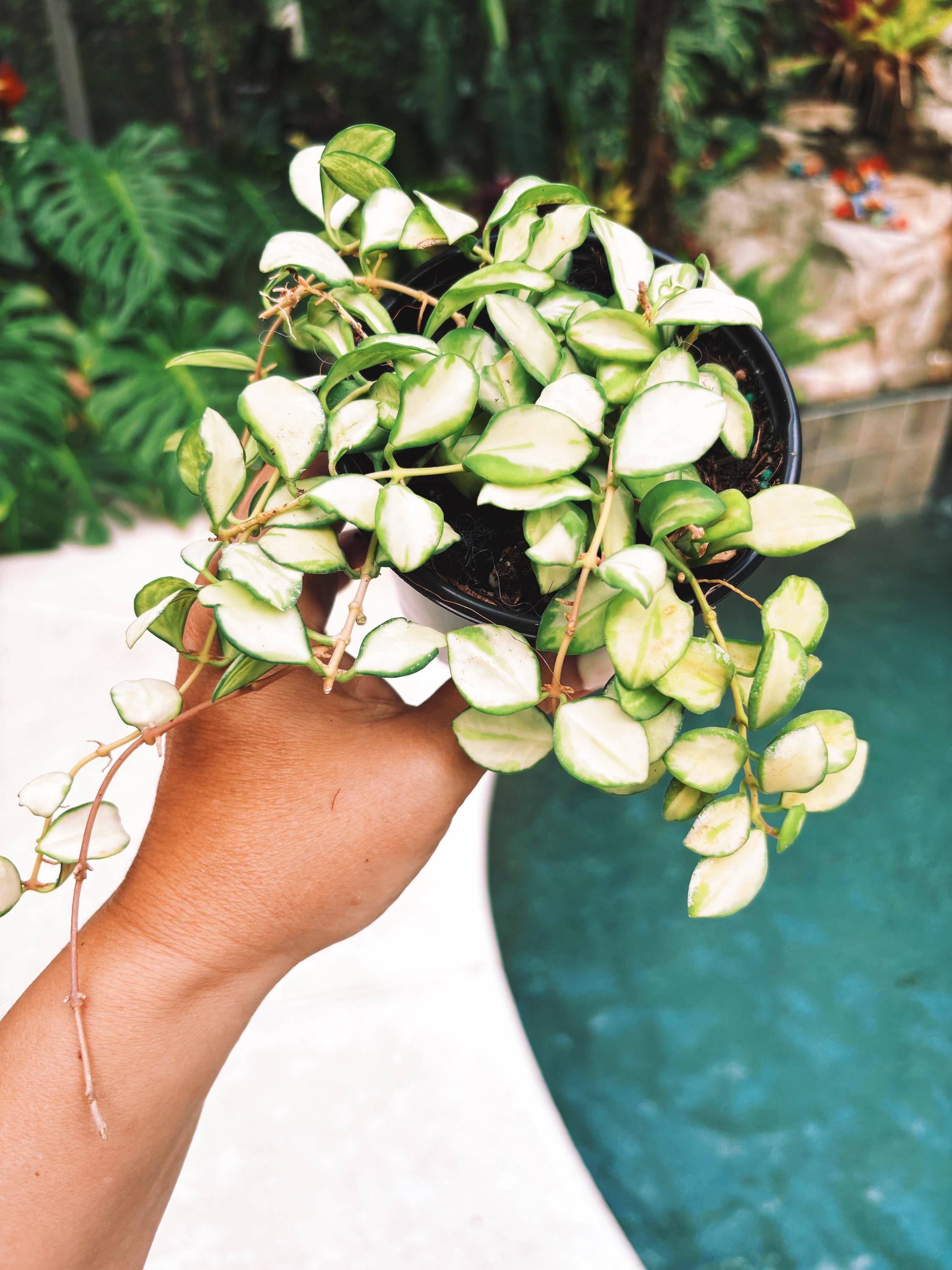 Hoya heuschkeliana inner Variegated Trailing Full Potted House Plant 4 pot climbing vining