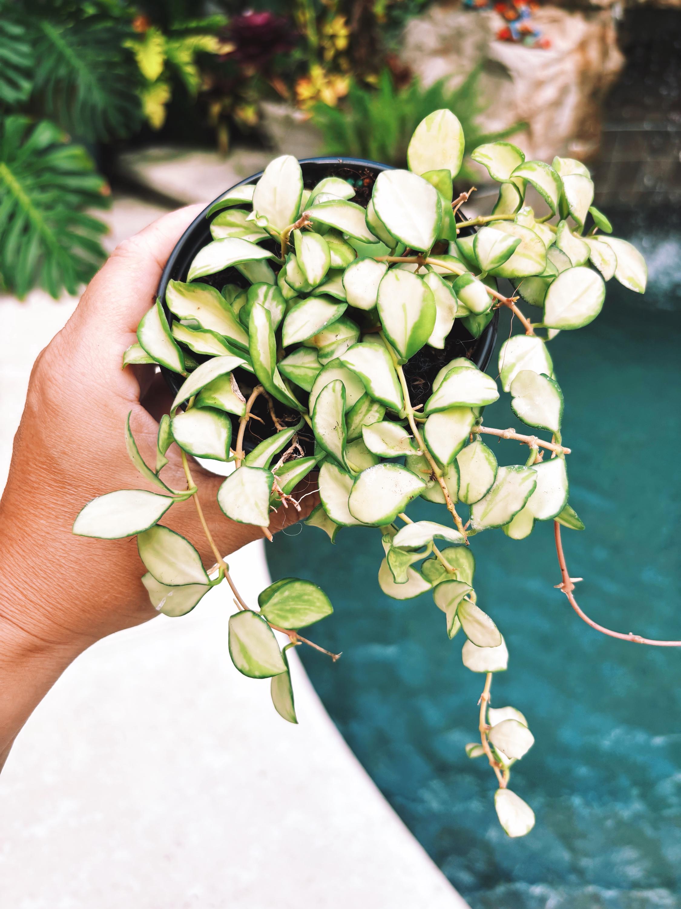 Hoya heuschkeliana inner Variegated Trailing Full Potted House Plant 4 pot climbing vining