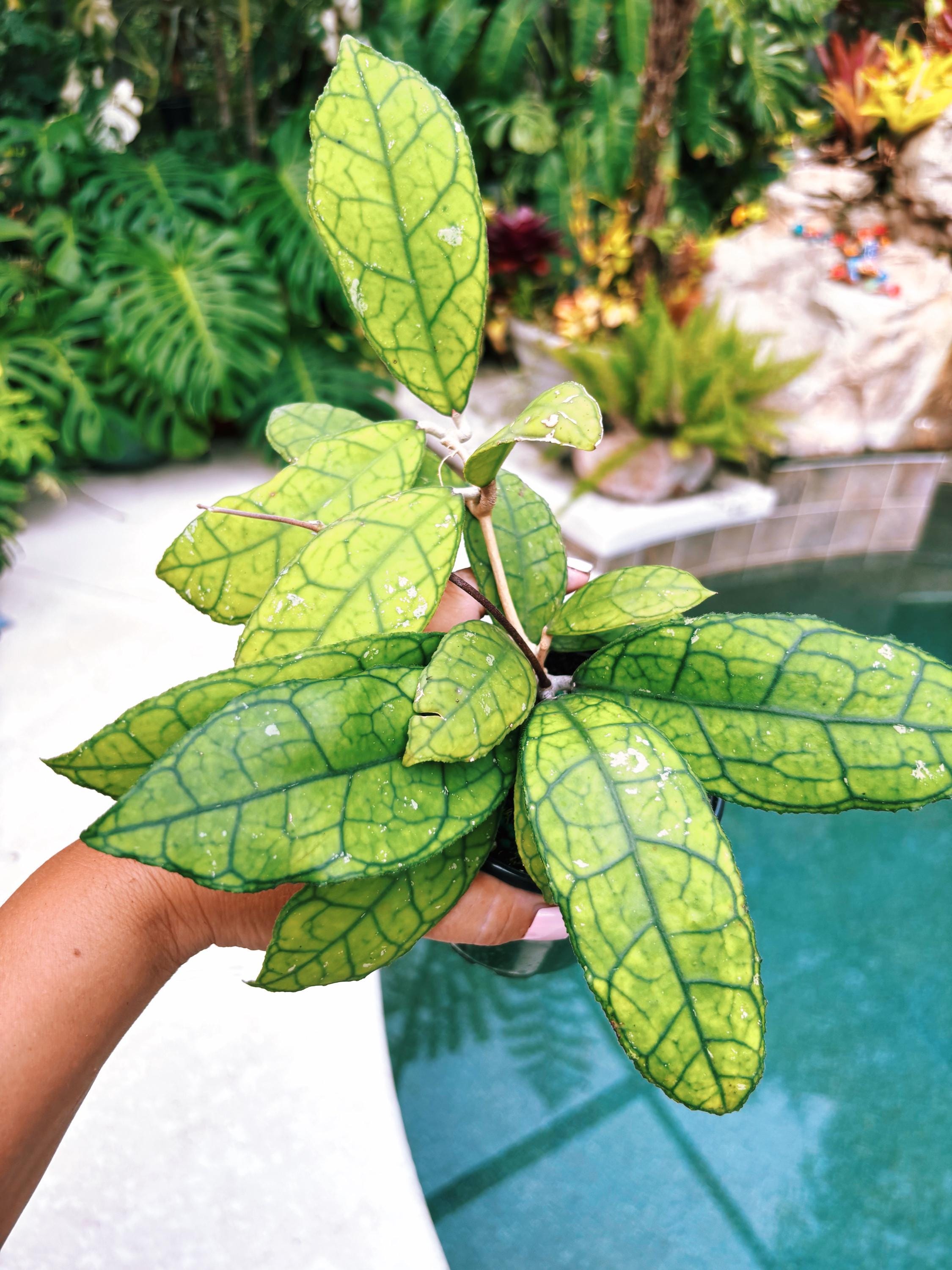 Hoya Finlaysonii round form Trailing Full Potted House Plant 4 pot climbing vining