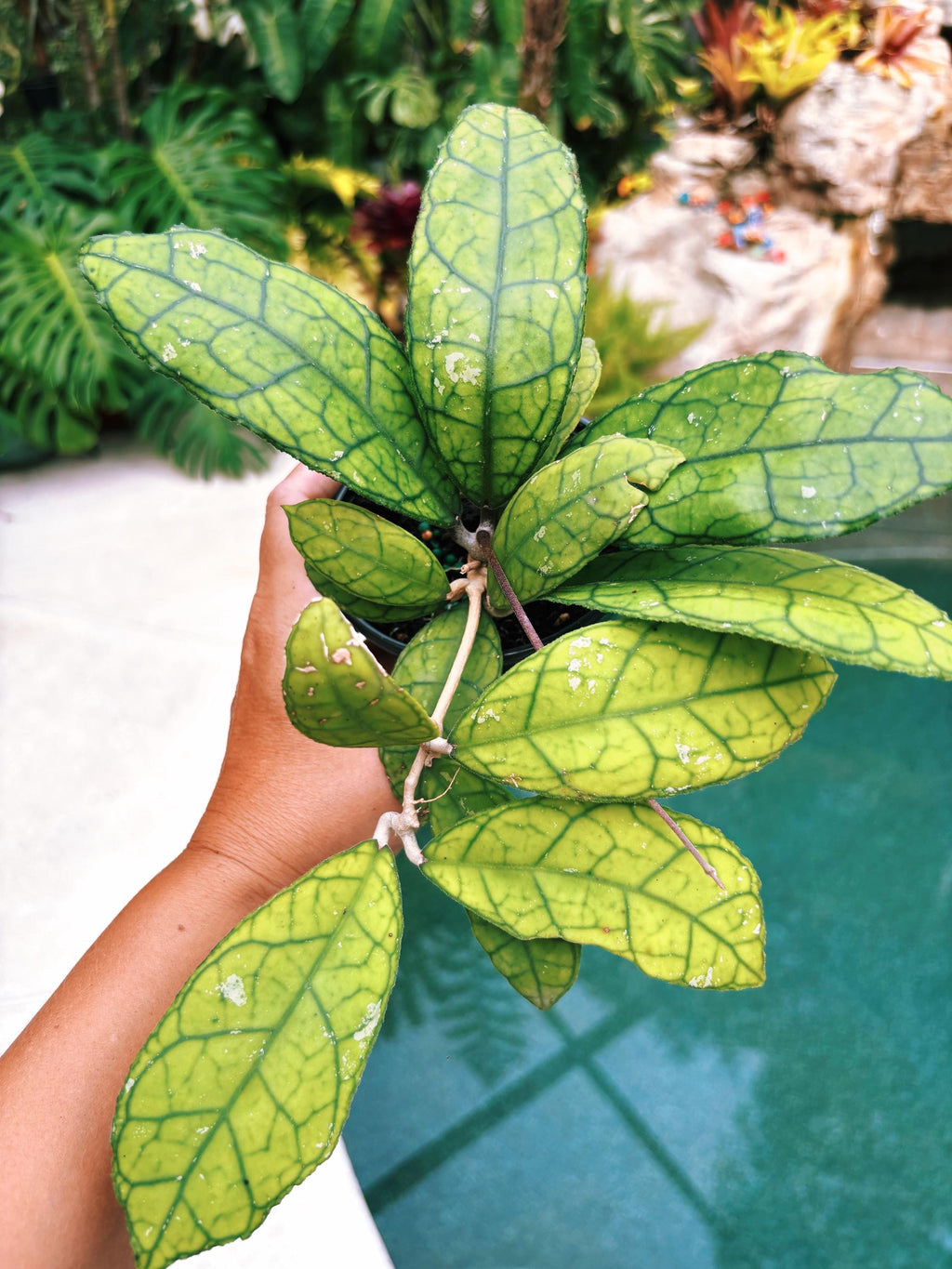 Hoya Finlaysonii round form Trailing Full Potted House Plant 4 pot climbing vining