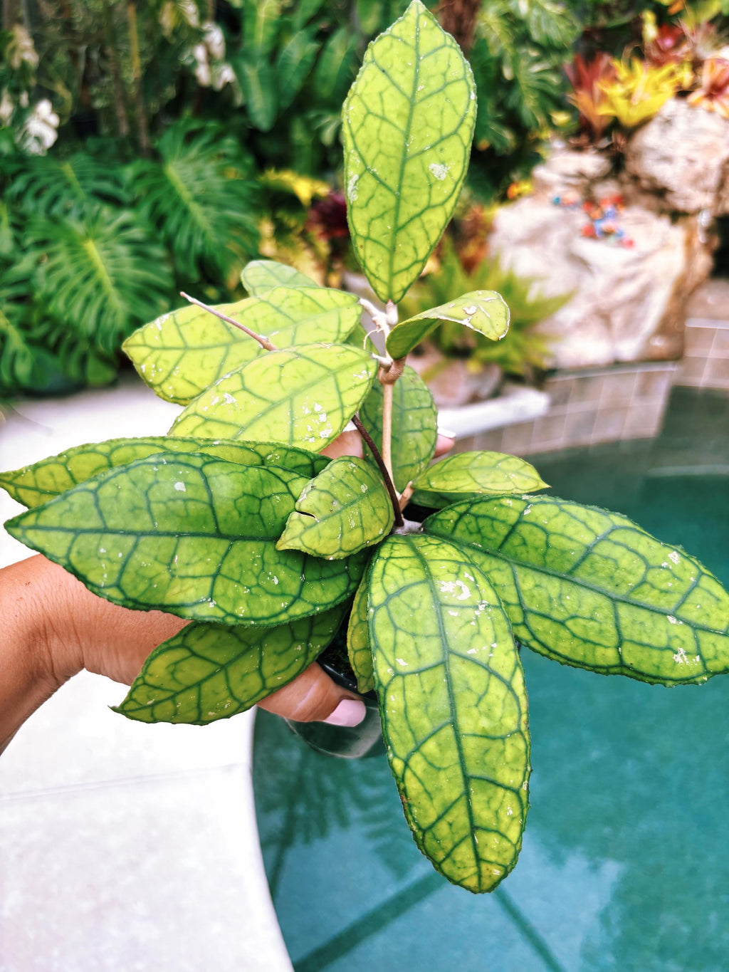 Hoya Finlaysonii round form Trailing Full Potted House Plant 4 pot climbing vining