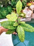 Hoya Finlaysonii round form Trailing Full Potted House Plant 4 pot climbing vining