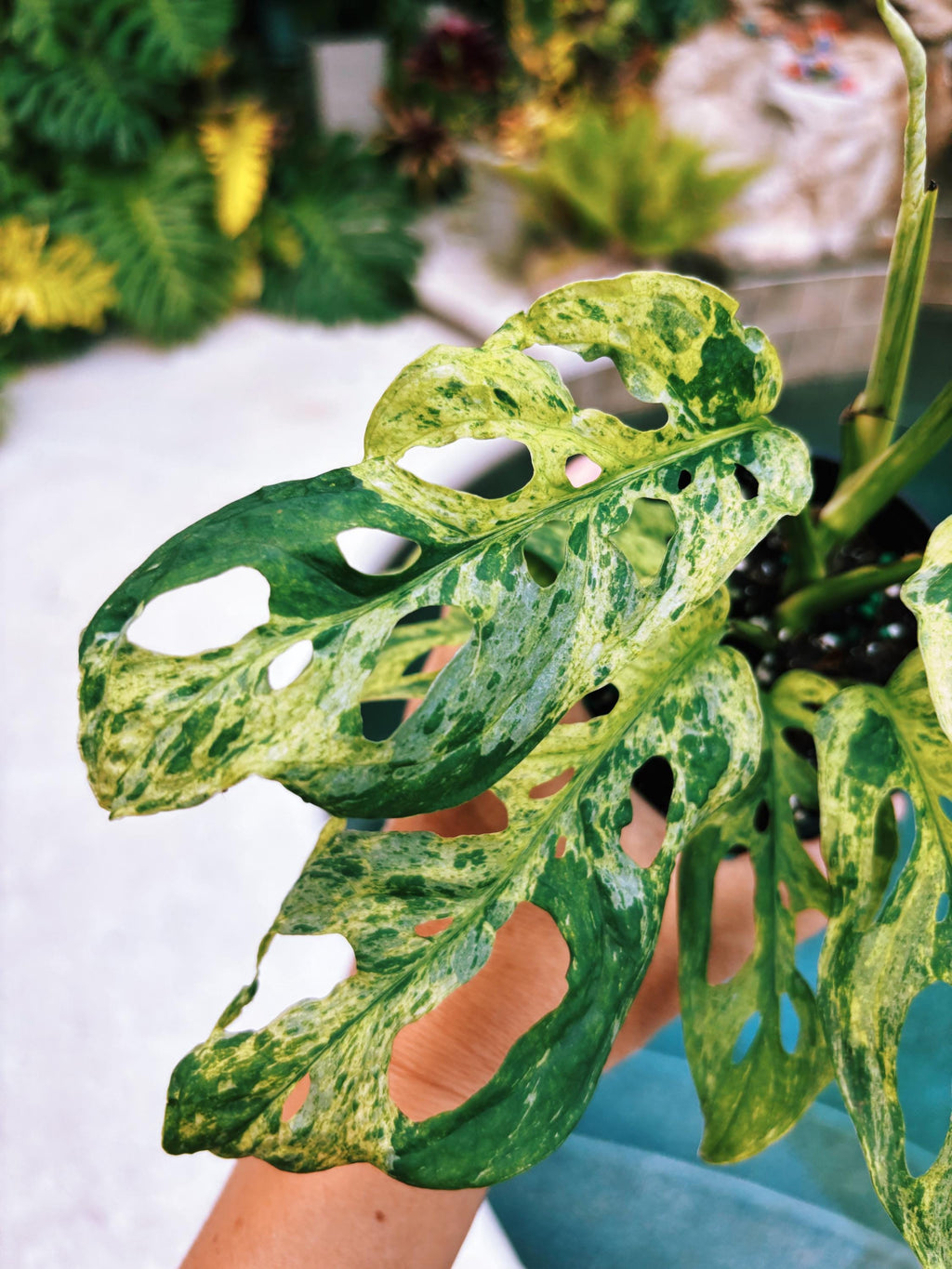 RARE Variegated Monstera Adansonii Mottled Tropical House Plant Aroid 4 Potted growers choice