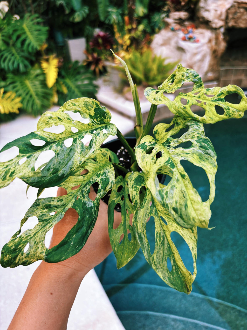 RARE Variegated Monstera Adansonii Mottled Tropical House Plant Aroid 4 Potted growers choice