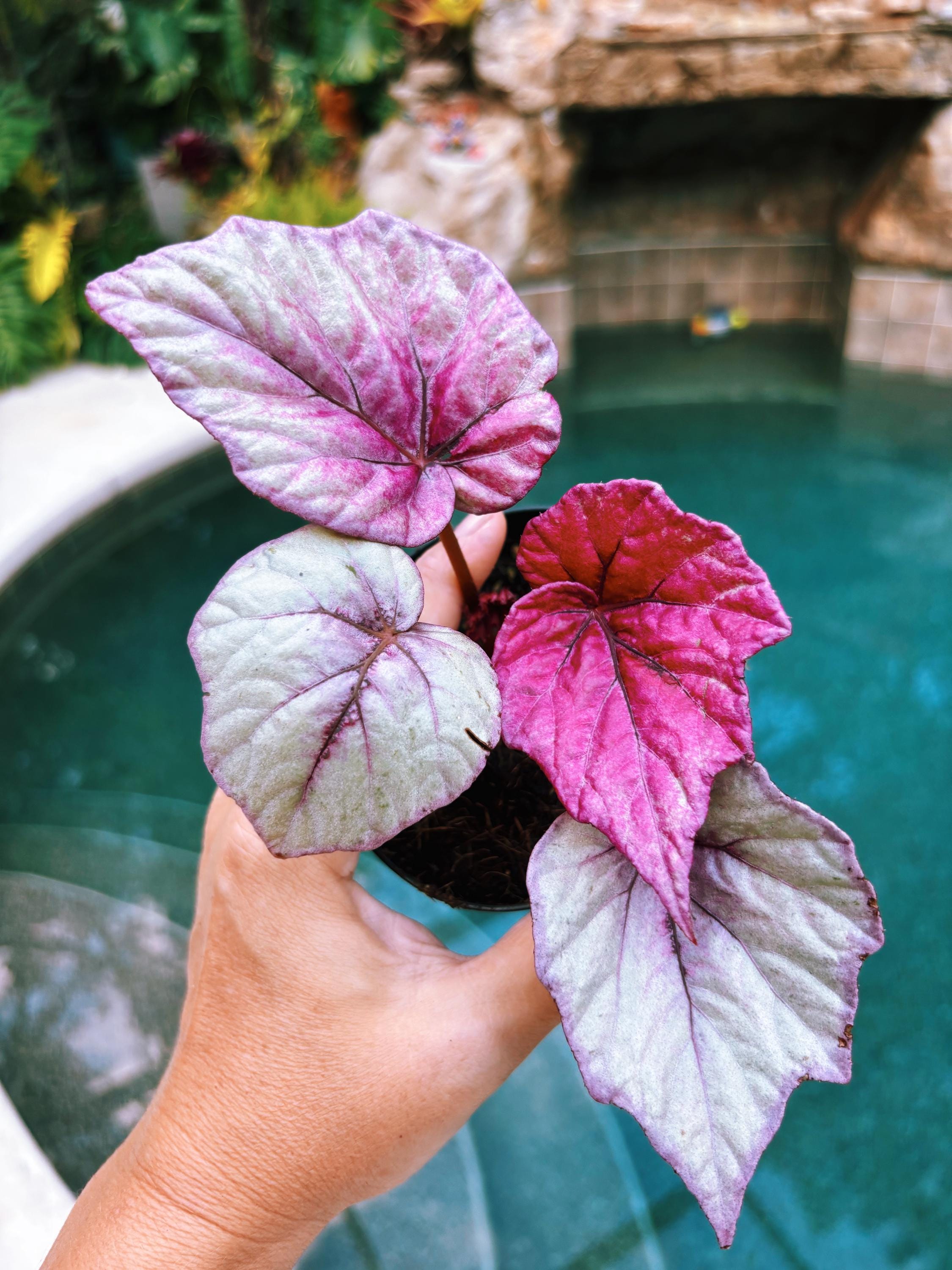 RARE Rex Begonia Pink Inca Flame Shimmer Live House Starter Plant Potted 4 gift