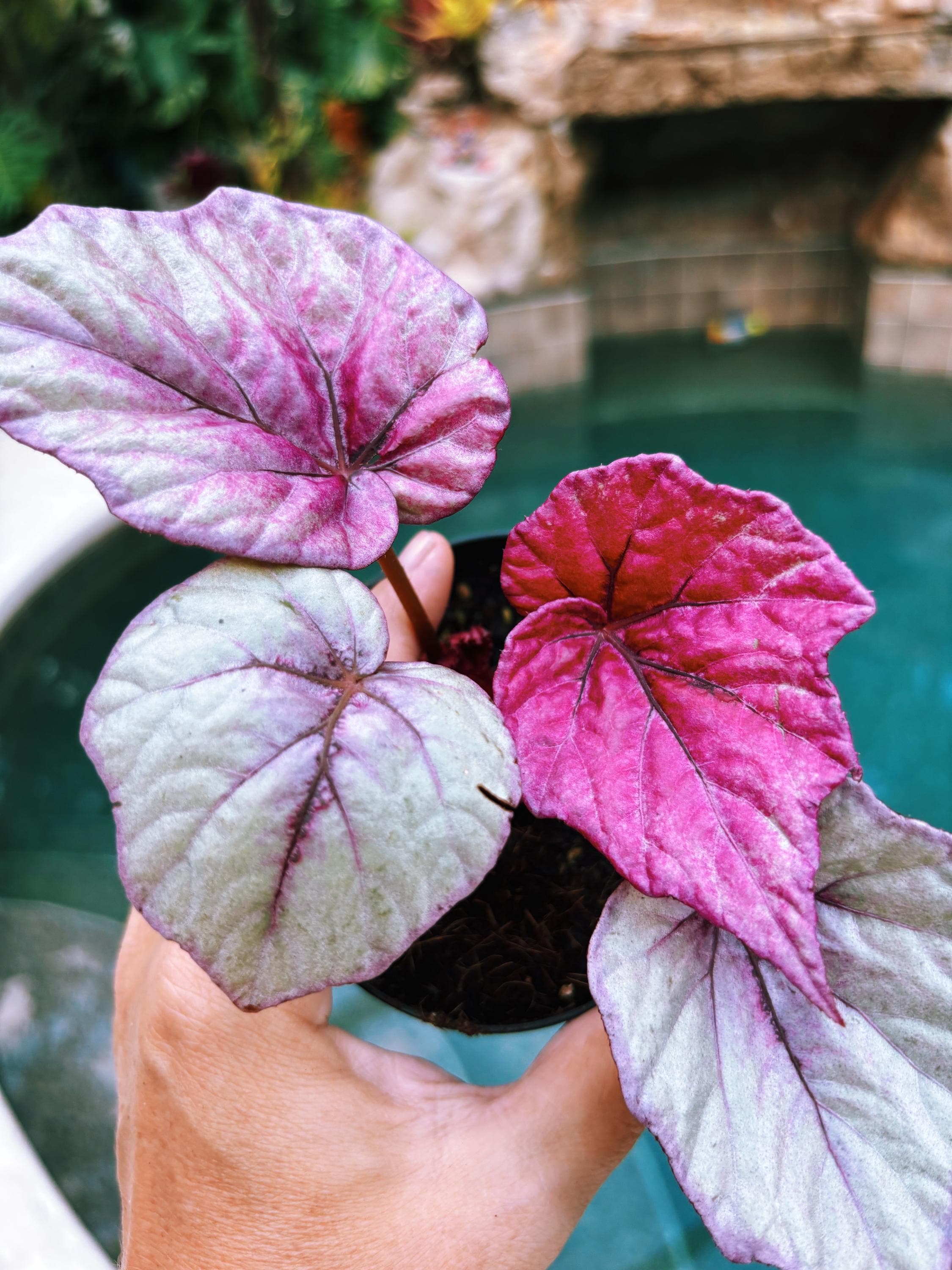 RARE Rex Begonia Pink Inca Flame Shimmer Live House Starter Plant Potted 4 gift