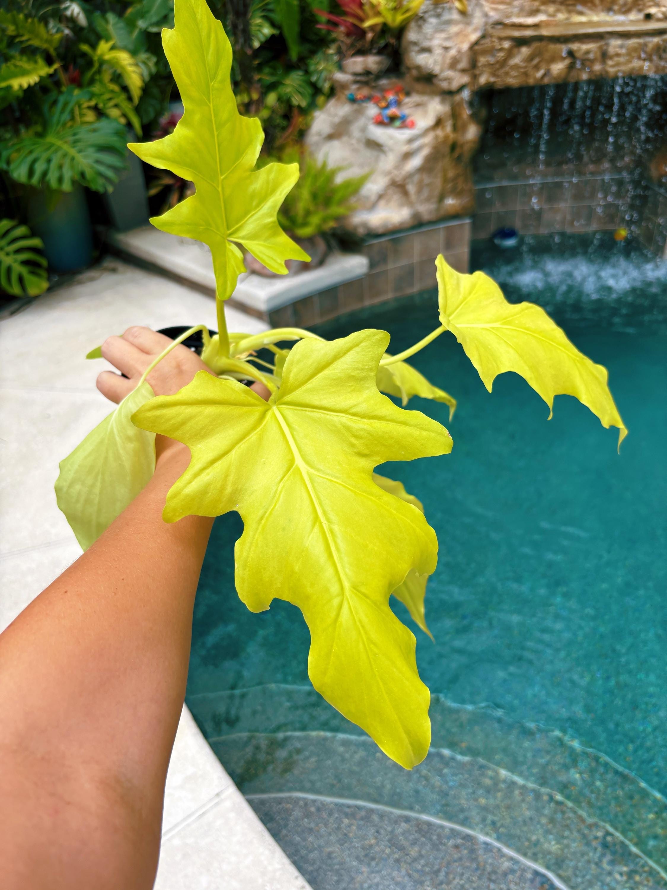 RARE Aurea Lime Green Philodendron warszewiczii Tropical House Plant Aroid 4 Potted growers choice