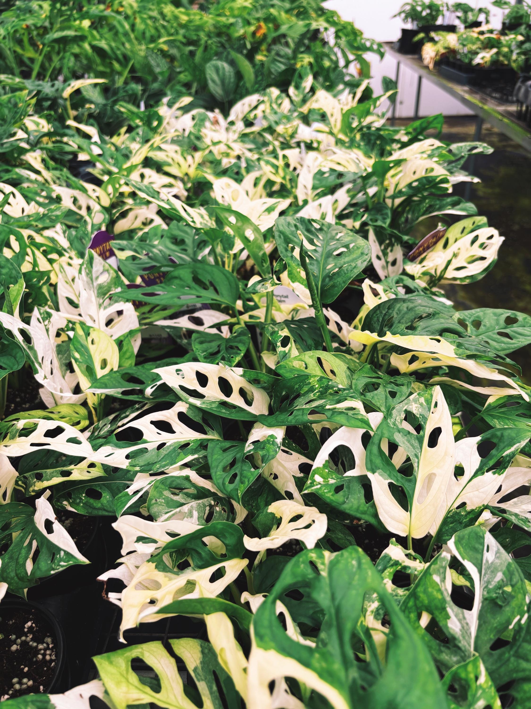 RARE Variegated Monstera Adansonii Albo White Tropical House Plant Aroid 4 Potted growers choice