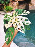 RARE Variegated Monstera Adansonii Albo White Tropical House Plant Aroid 4 Potted growers choice