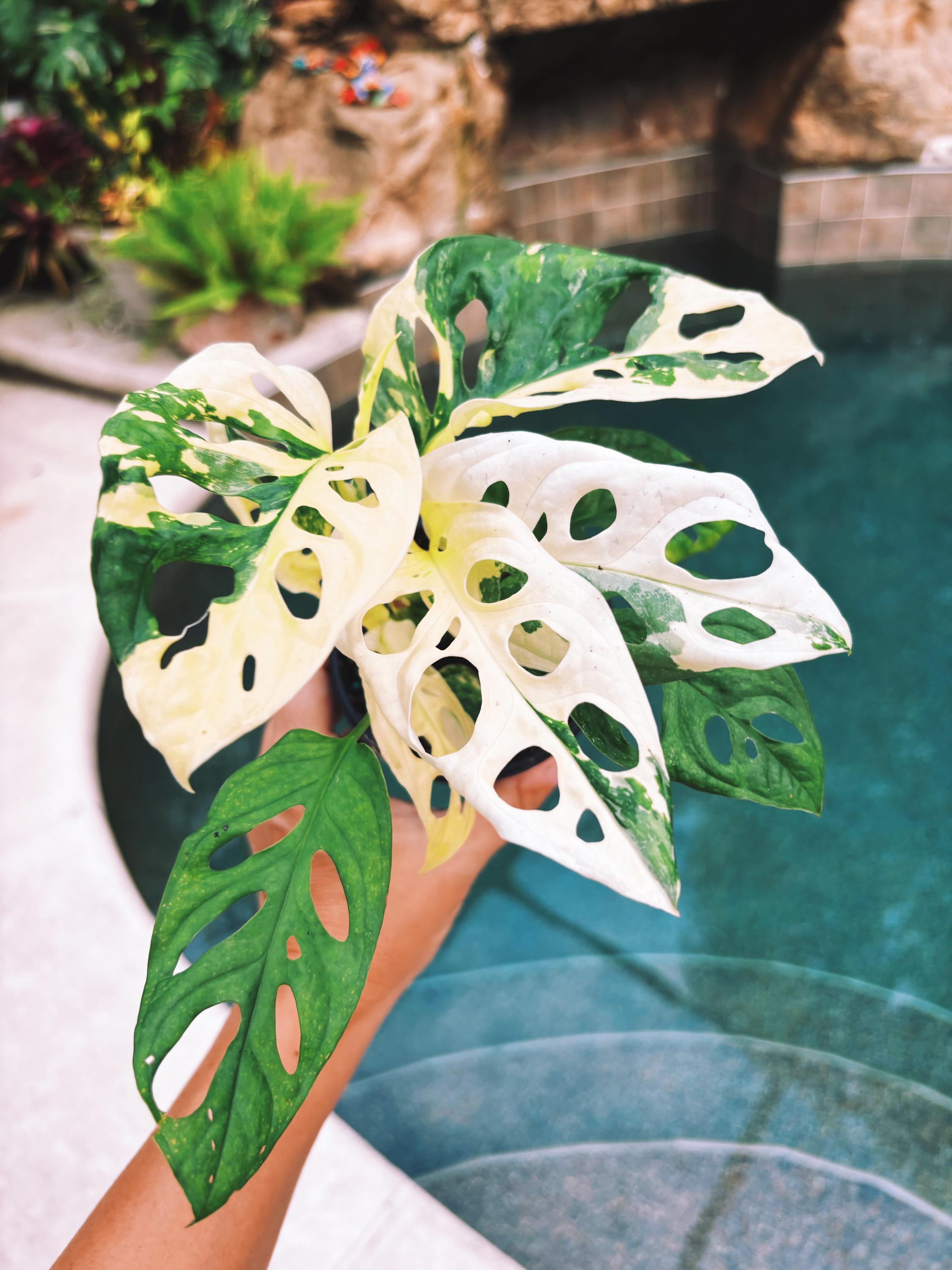RARE Variegated Monstera Adansonii Albo White Tropical House Plant Aroid 4 Potted growers choice