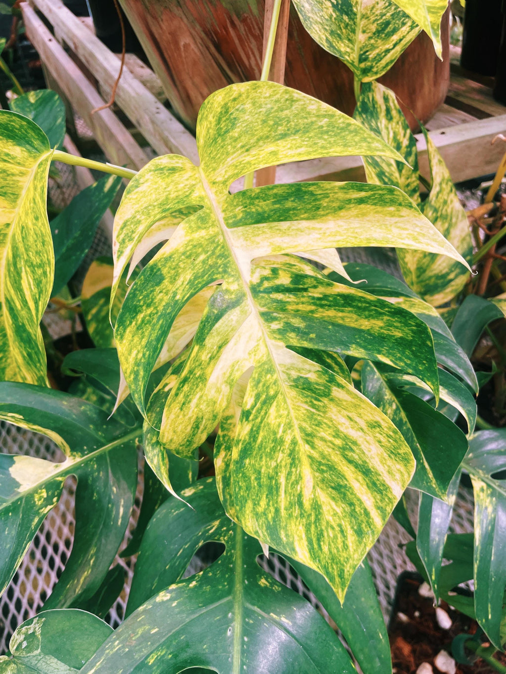 RARE Variegated Epiprenum Yellow Golden Flame Aurea Large Climbing Tropical House Plant Aroid 4 Potted growers choice