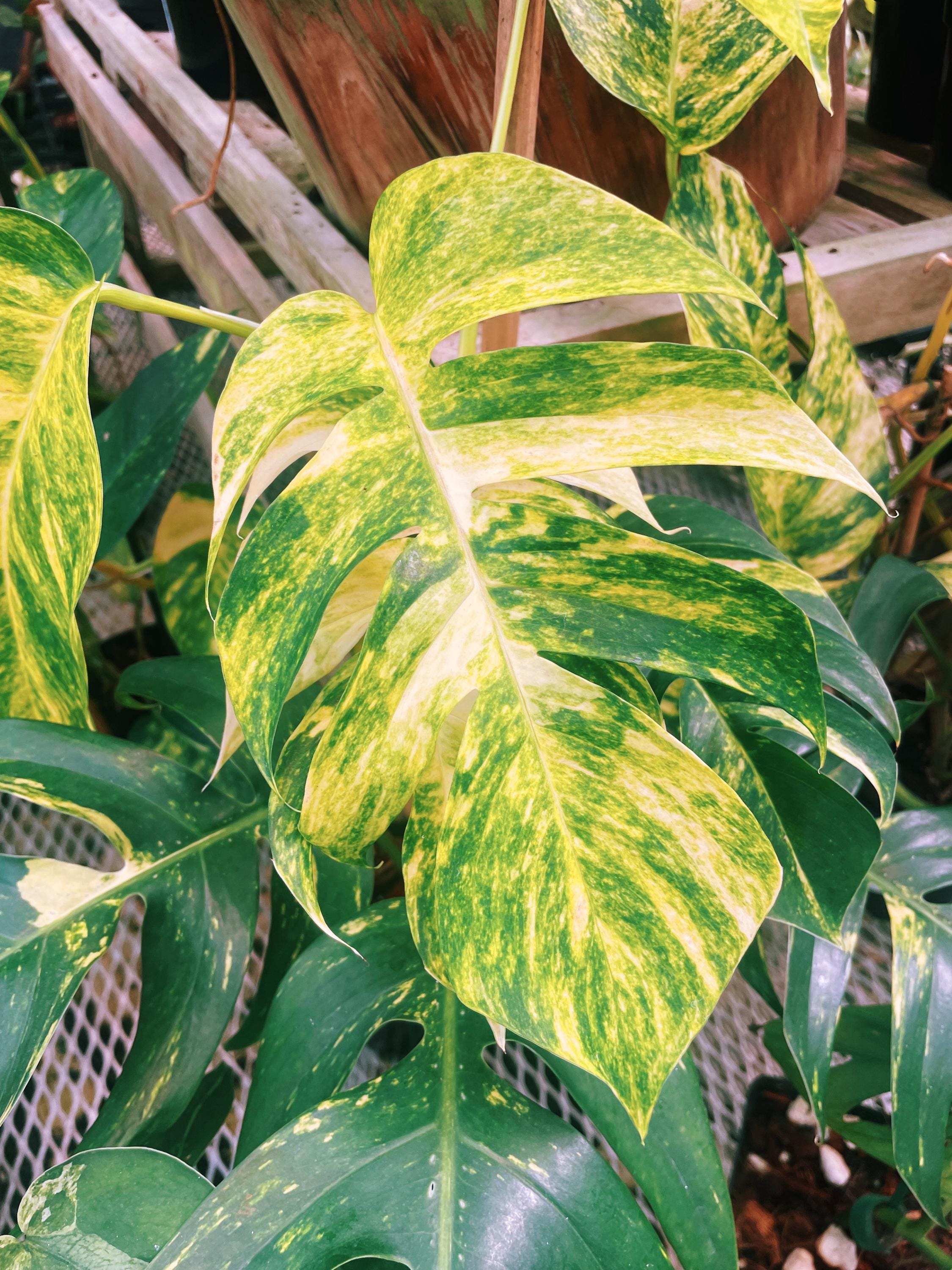 RARE Variegated Epiprenum Yellow Golden Flame Aurea Large Climbing Tropical House Plant Aroid 4 Potted growers choice