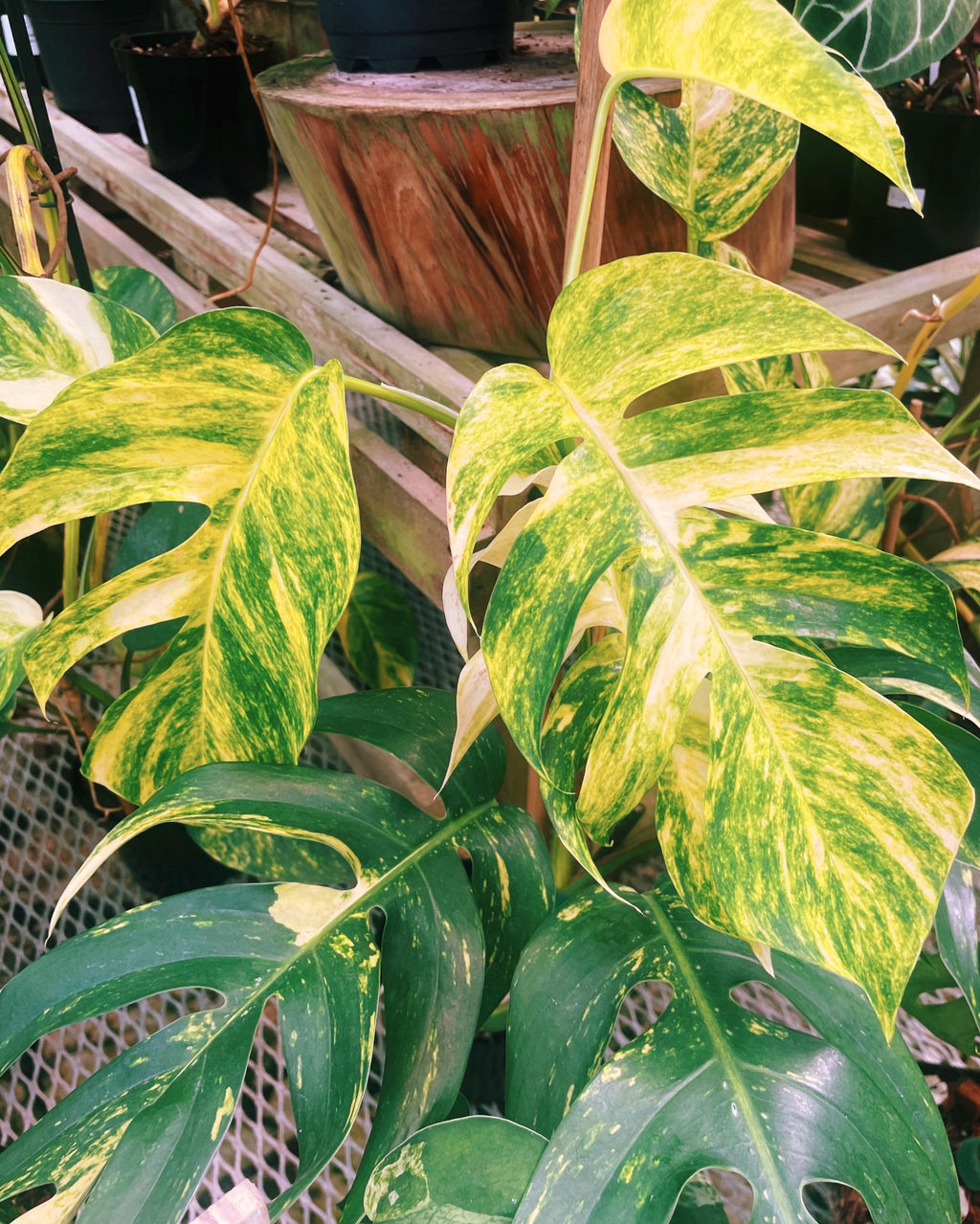 RARE Variegated Epiprenum Yellow Golden Flame Aurea Large Climbing Tropical House Plant Aroid 4 Potted growers choice