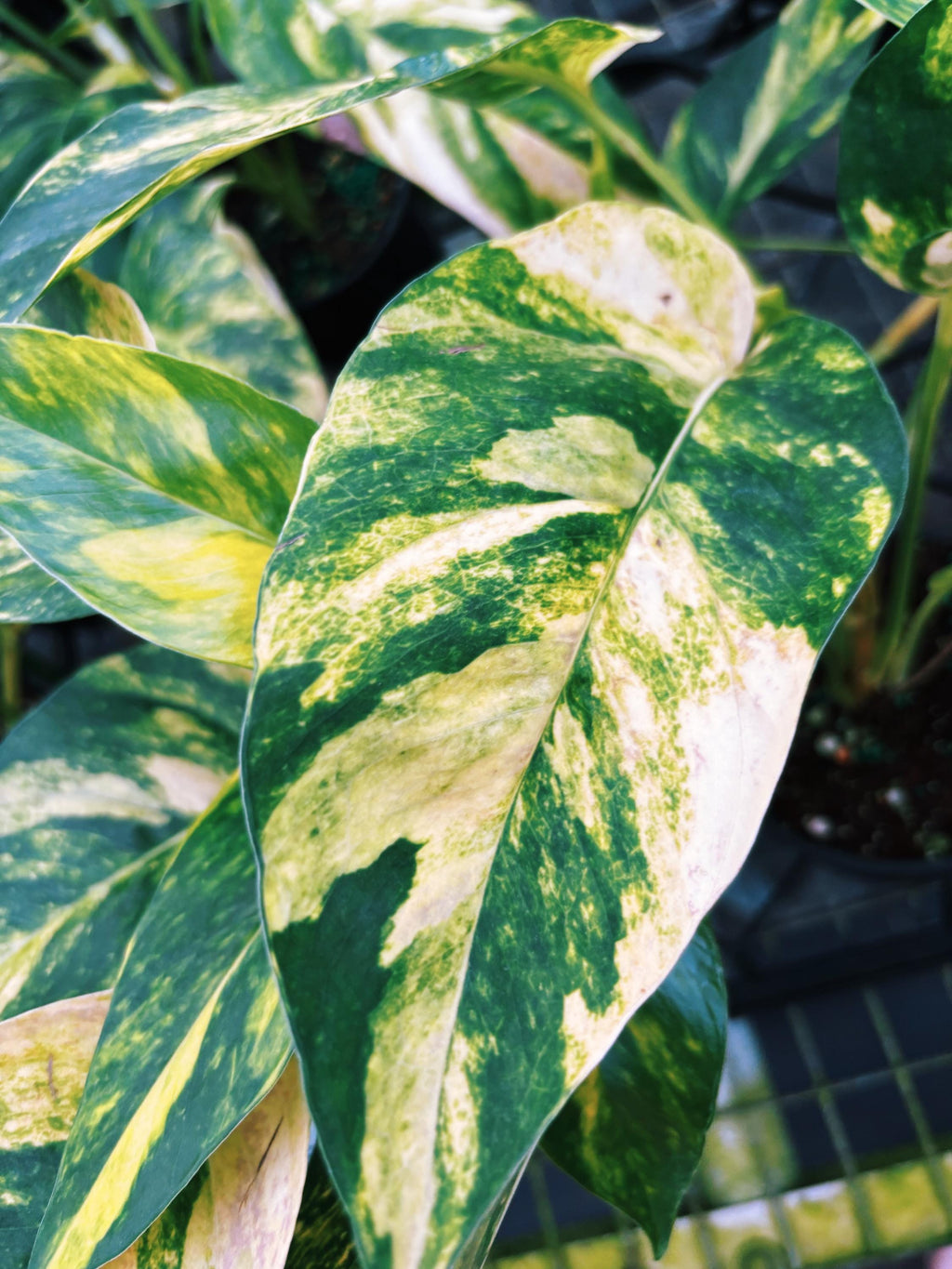 RARE Variegated Epiprenum Yellow Golden Flame Aurea Large Climbing Tropical House Plant Aroid 4 Potted growers choice