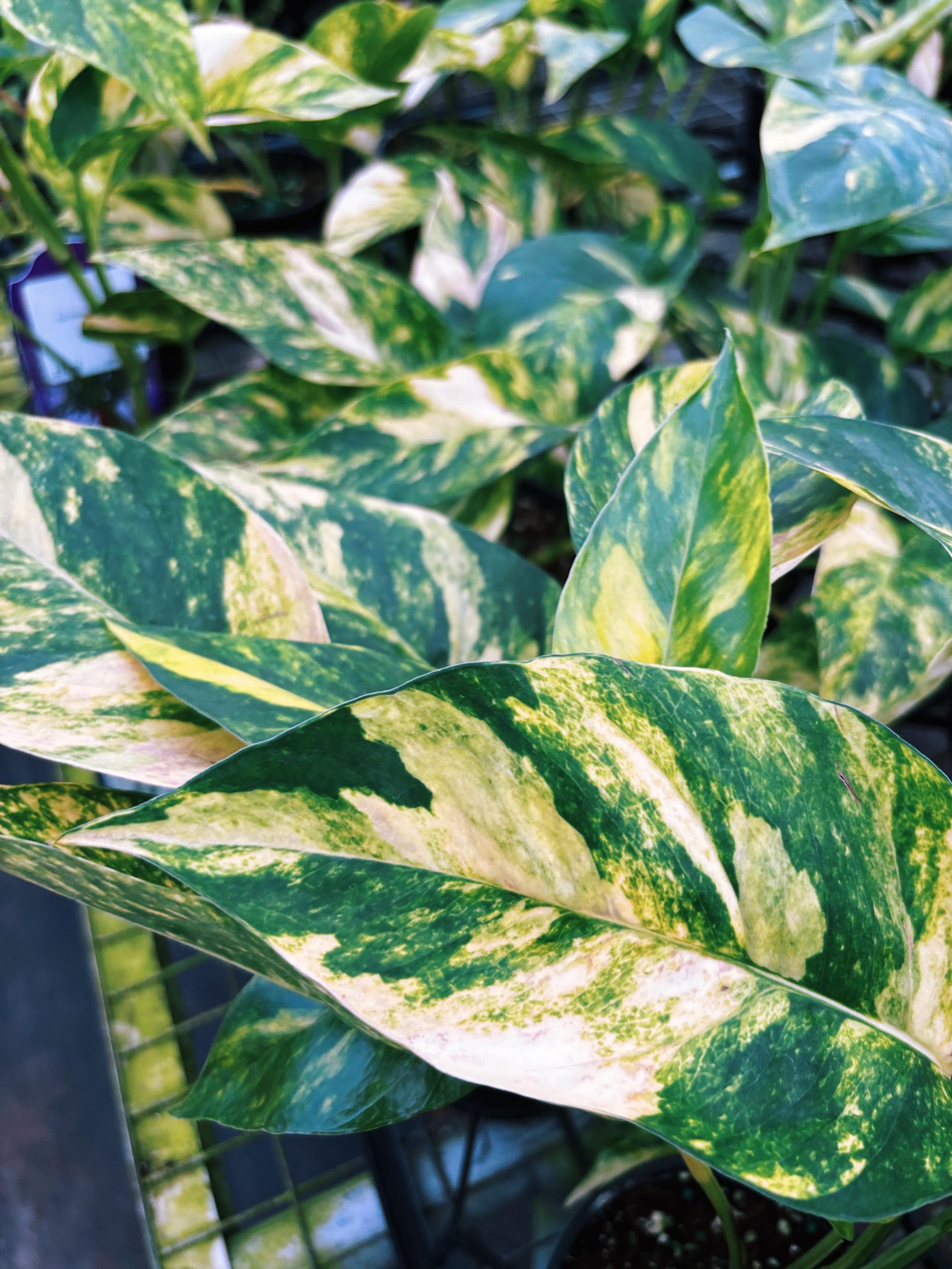 RARE Variegated Epiprenum Yellow Golden Flame Aurea Large Climbing Tropical House Plant Aroid 4 Potted growers choice