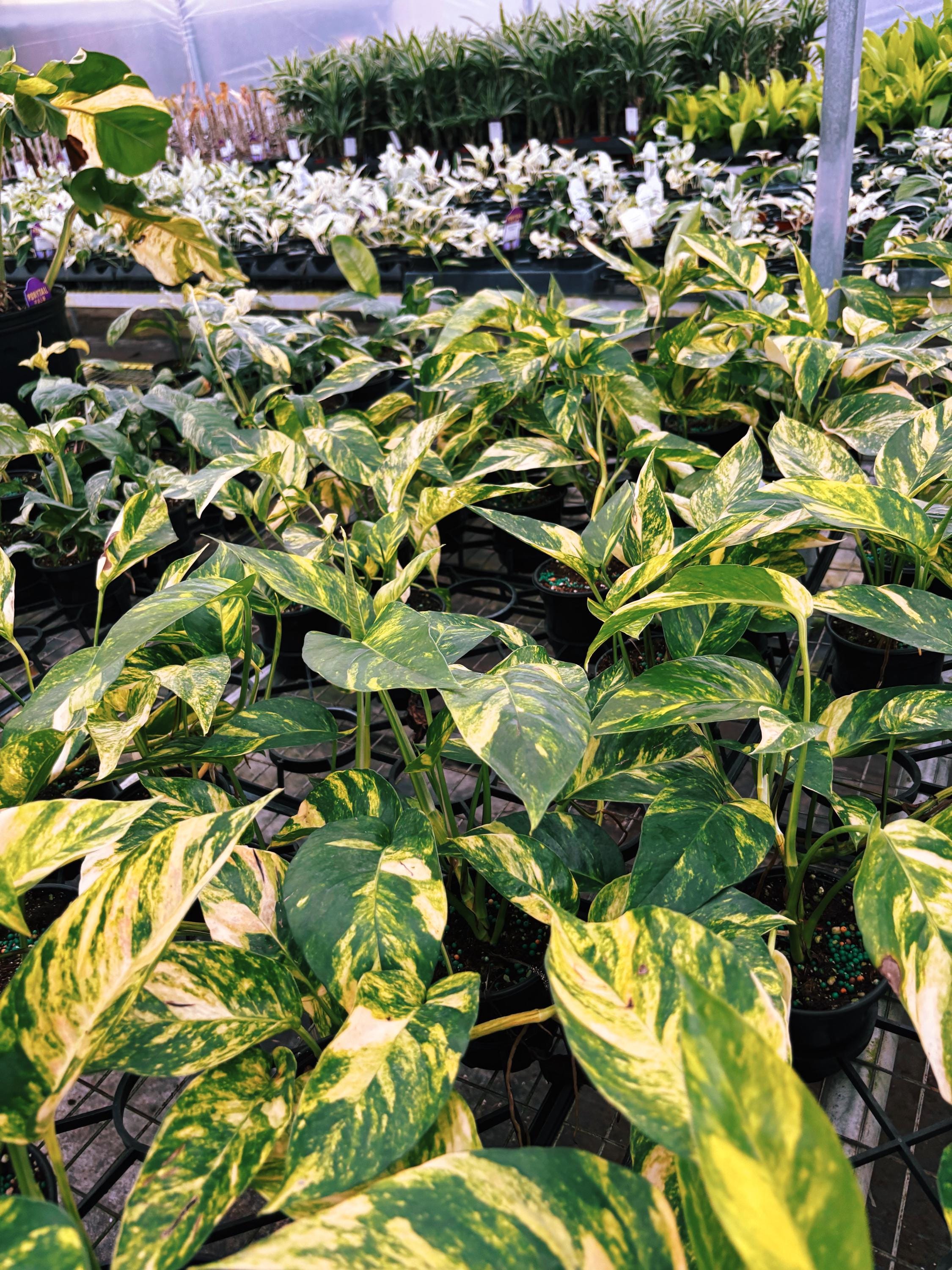 RARE Variegated Epiprenum Yellow Golden Flame Aurea Large Climbing Tropical House Plant Aroid 4 Potted growers choice