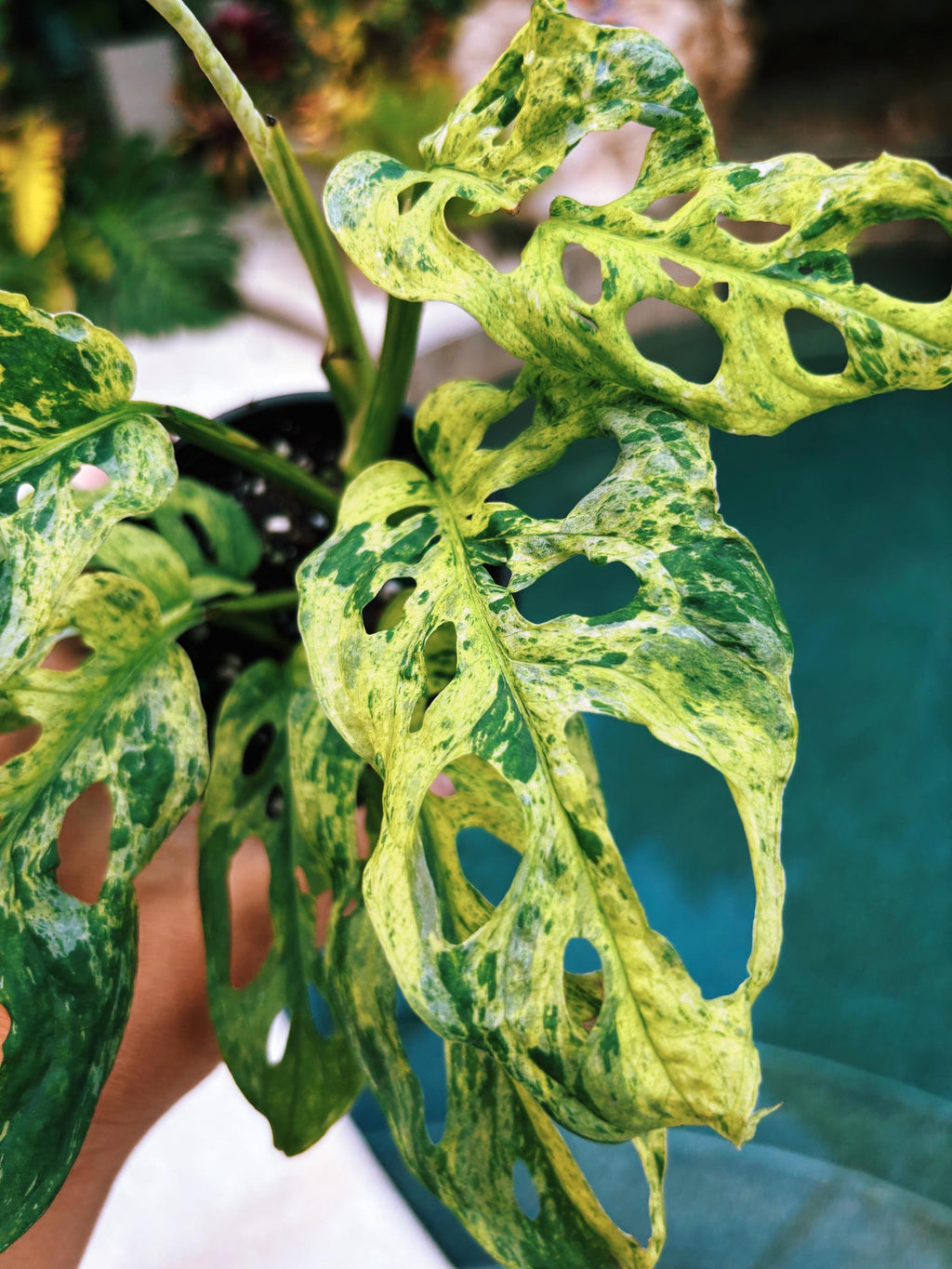 RARE Variegated Monstera Adansonii Mottled Tropical House Plant Aroid 4 Potted growers choice