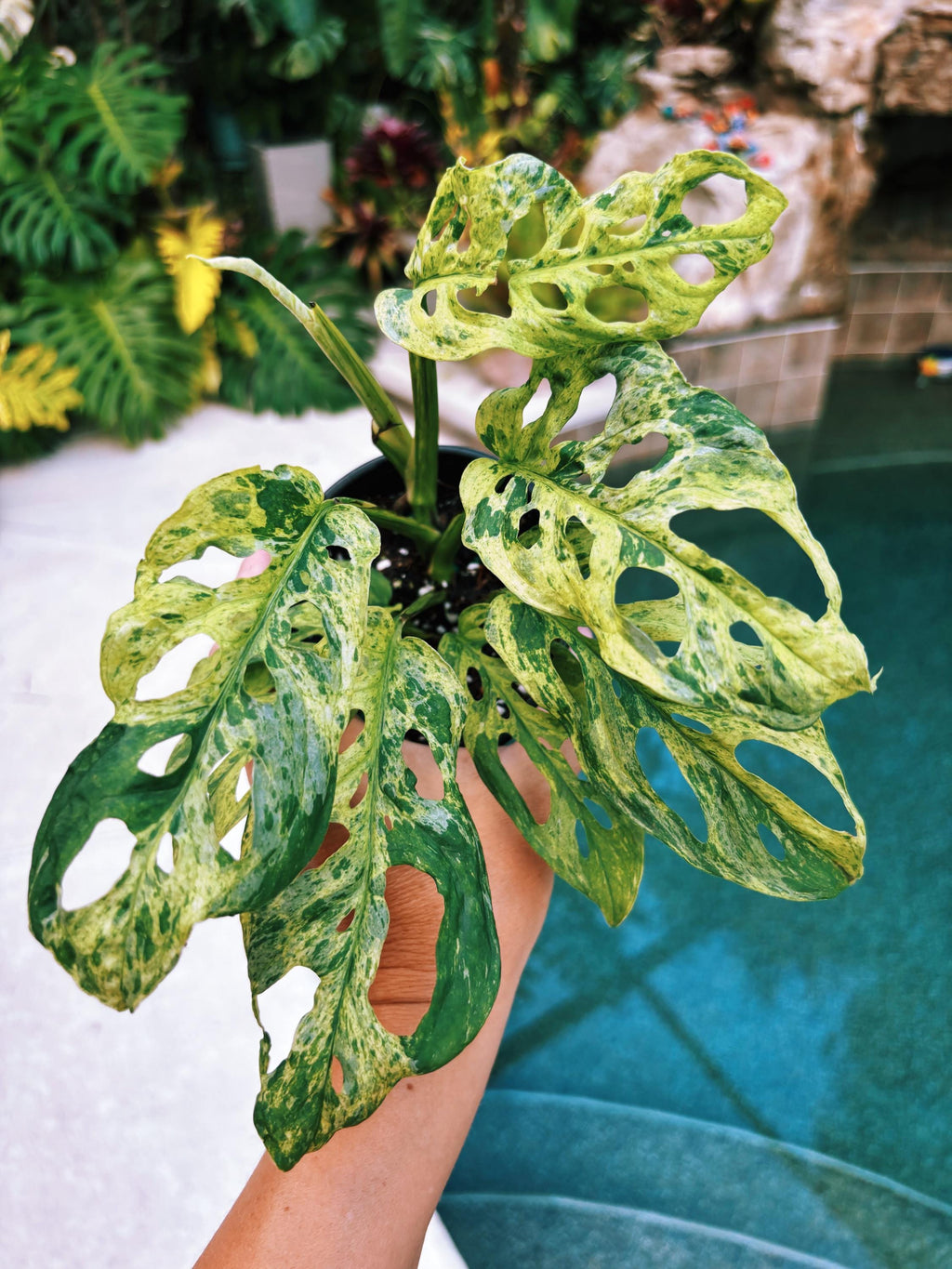 RARE Variegated Monstera Adansonii Mottled Tropical House Plant Aroid 4 Potted growers choice