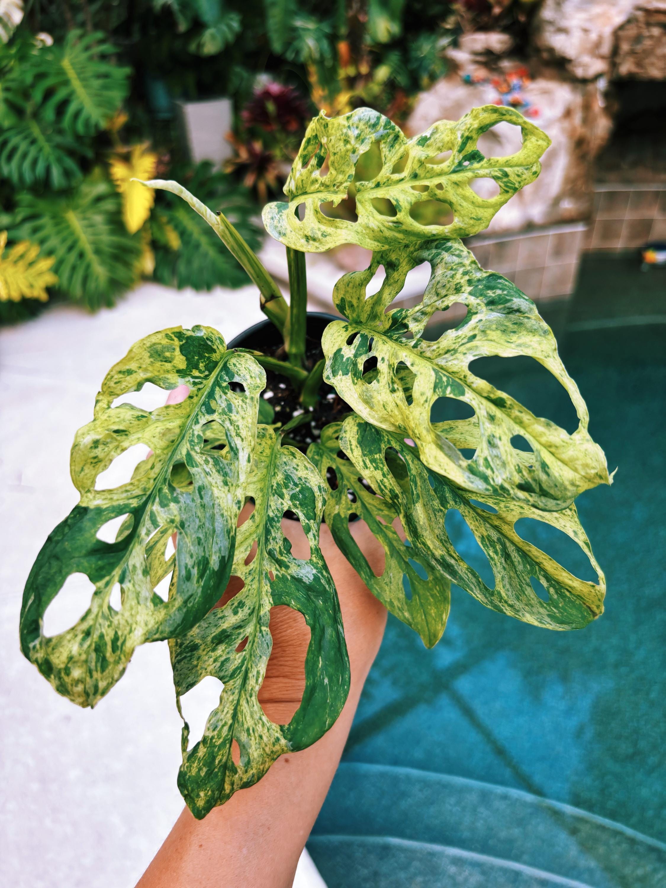 RARE Variegated Monstera Adansonii Mottled Tropical House Plant Aroid 4 Potted growers choice