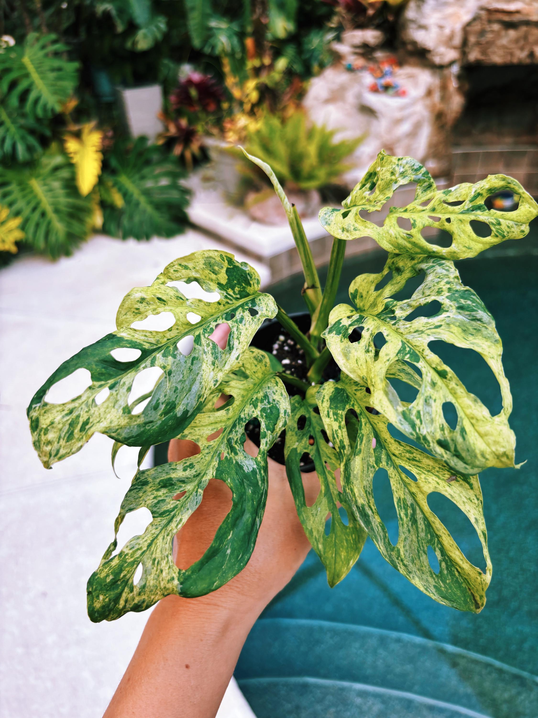 RARE Variegated Monstera Adansonii Mottled Tropical House Plant Aroid 4 Potted growers choice