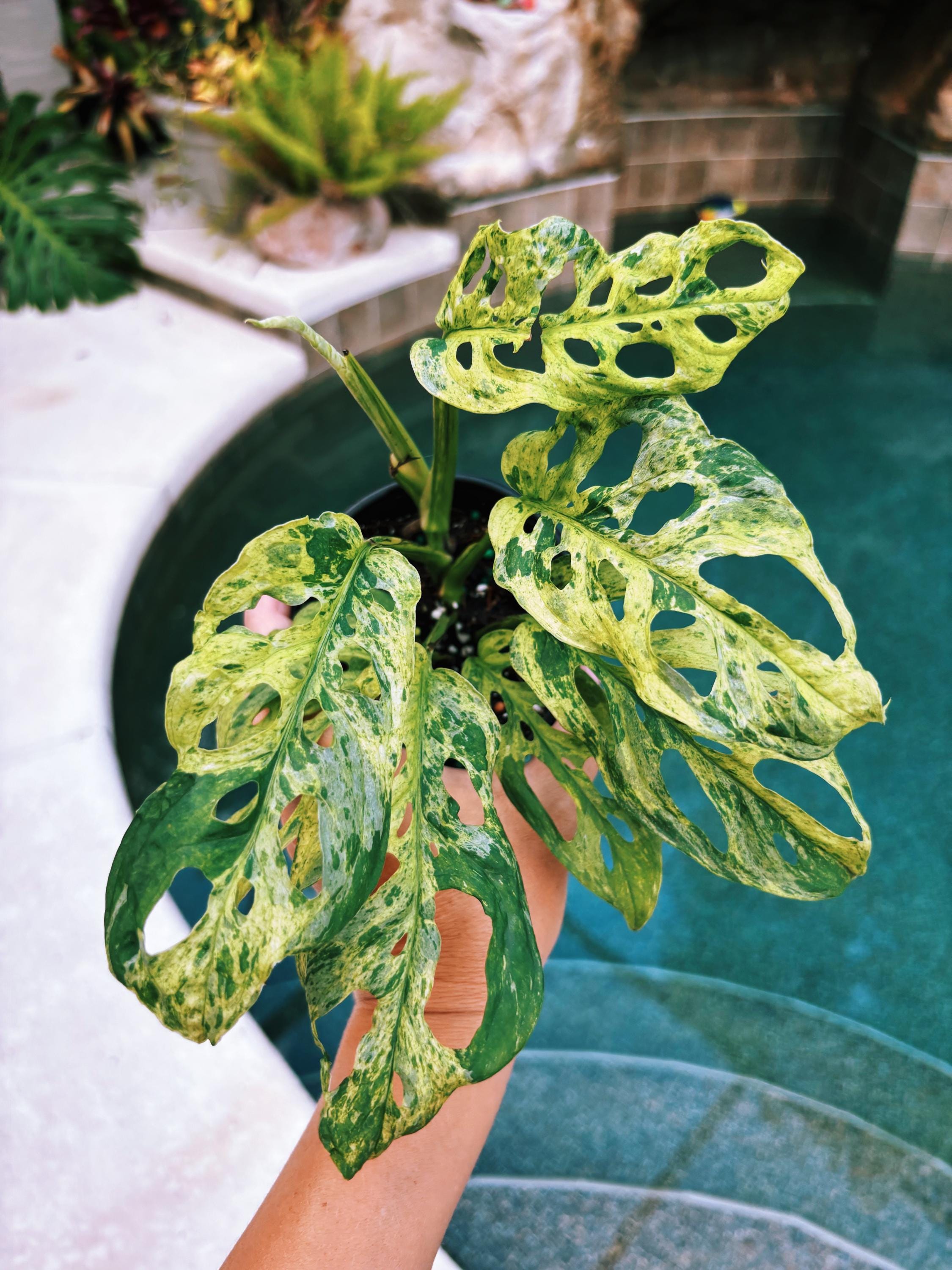 RARE Variegated Monstera Adansonii Mottled Tropical House Plant Aroid 4 Potted growers choice