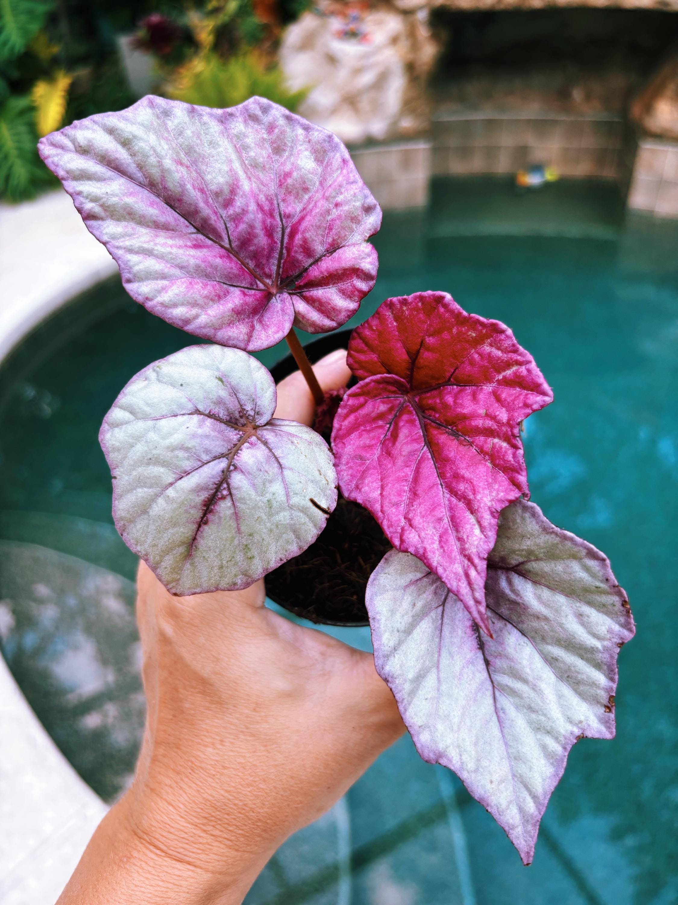 RARE Rex Begonia Pink Inca Flame Shimmer Live House Starter Plant Potted 4 gift