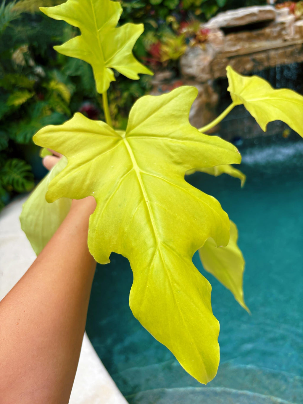 RARE Aurea Lime Green Philodendron warszewiczii Tropical House Plant Aroid 4 Potted growers choice