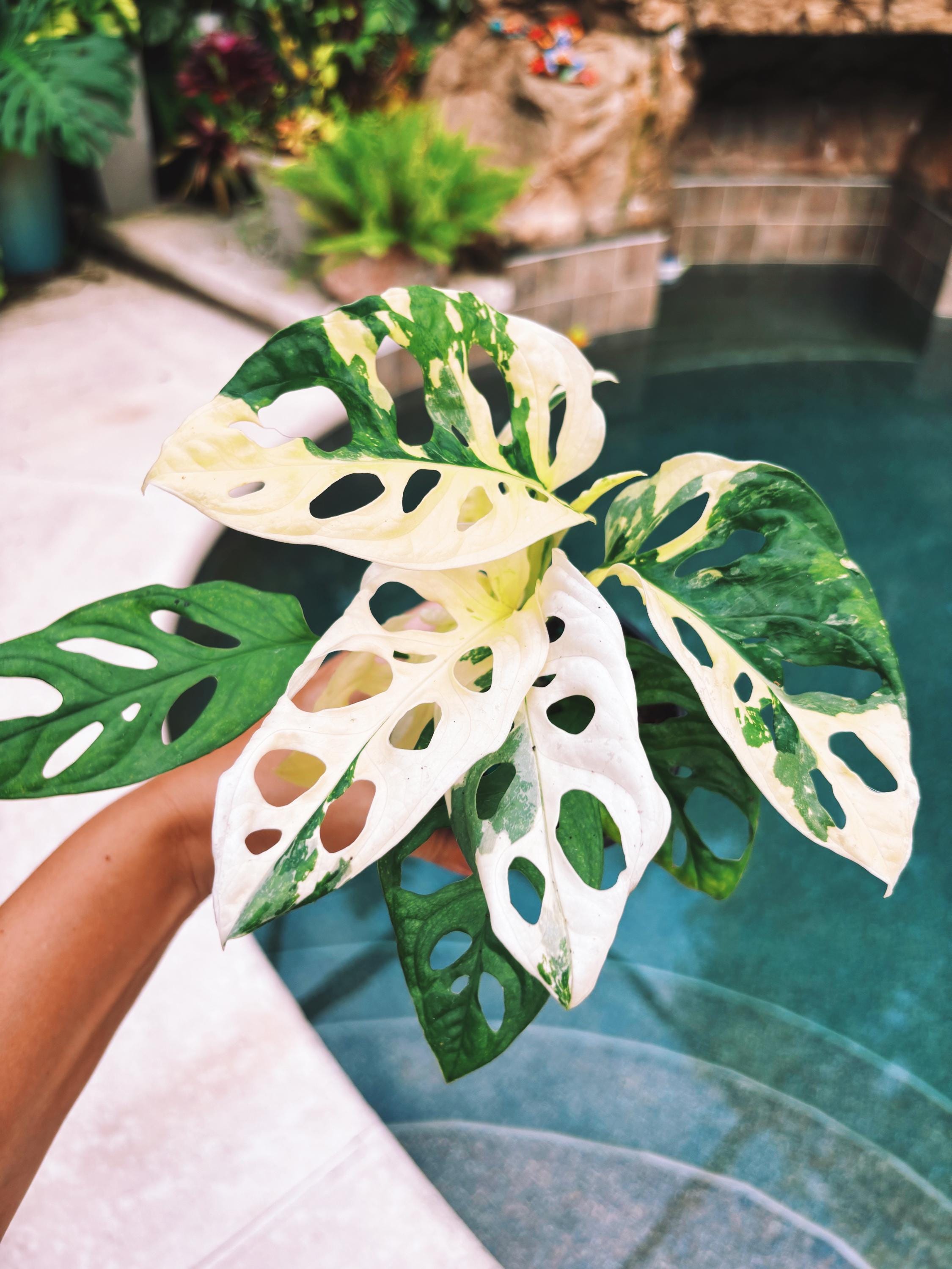 RARE Variegated Monstera Adansonii Albo White Tropical House Plant Aroid 4 Potted growers choice