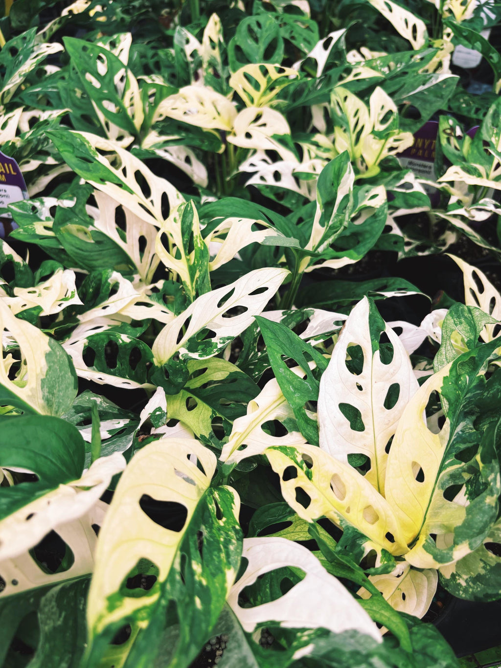 RARE Variegated Monstera Adansonii Albo White Tropical House Plant Aroid 4 Potted growers choice