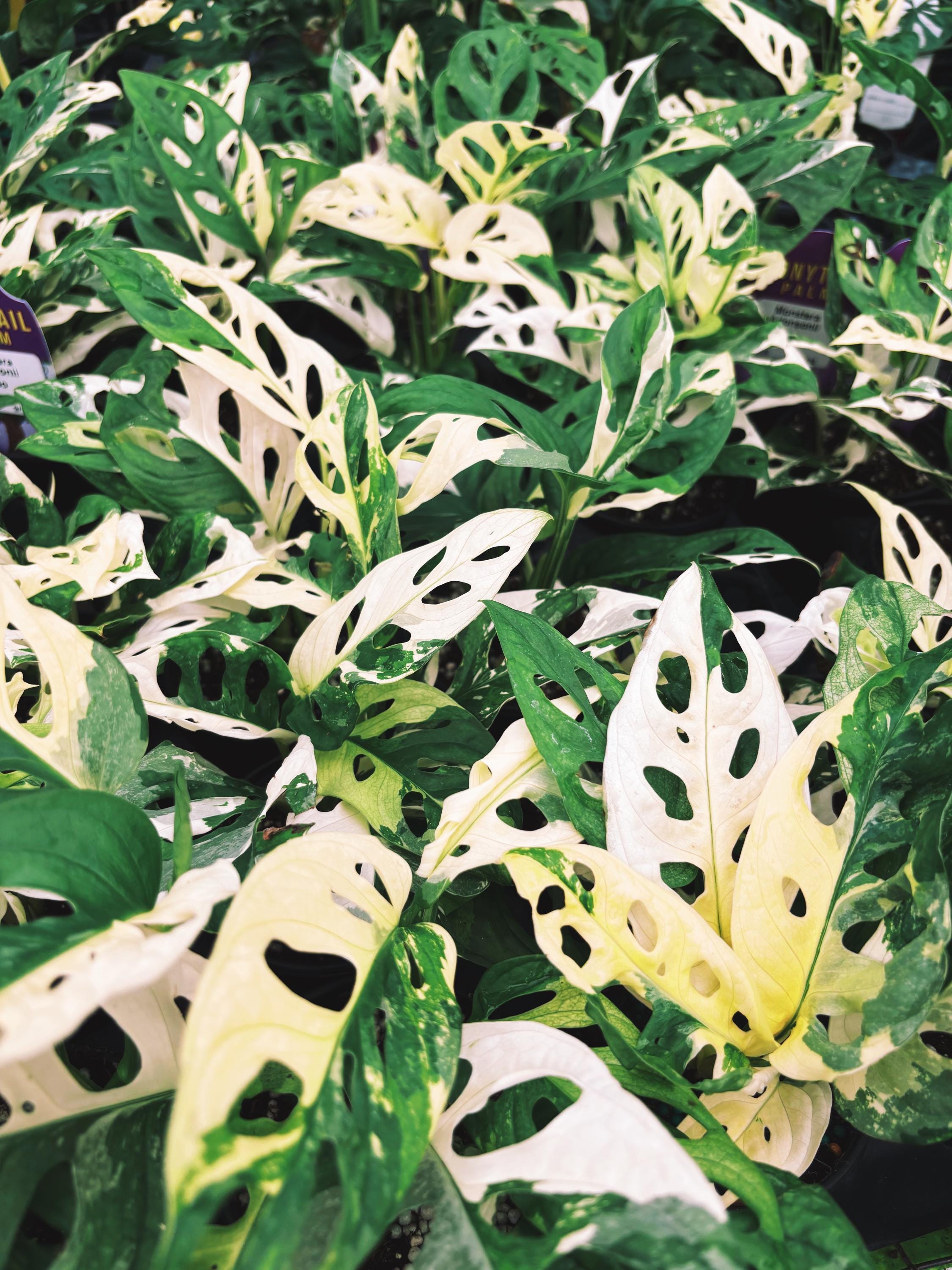RARE Variegated Monstera Adansonii Albo White Tropical House Plant Aroid 4 Potted growers choice