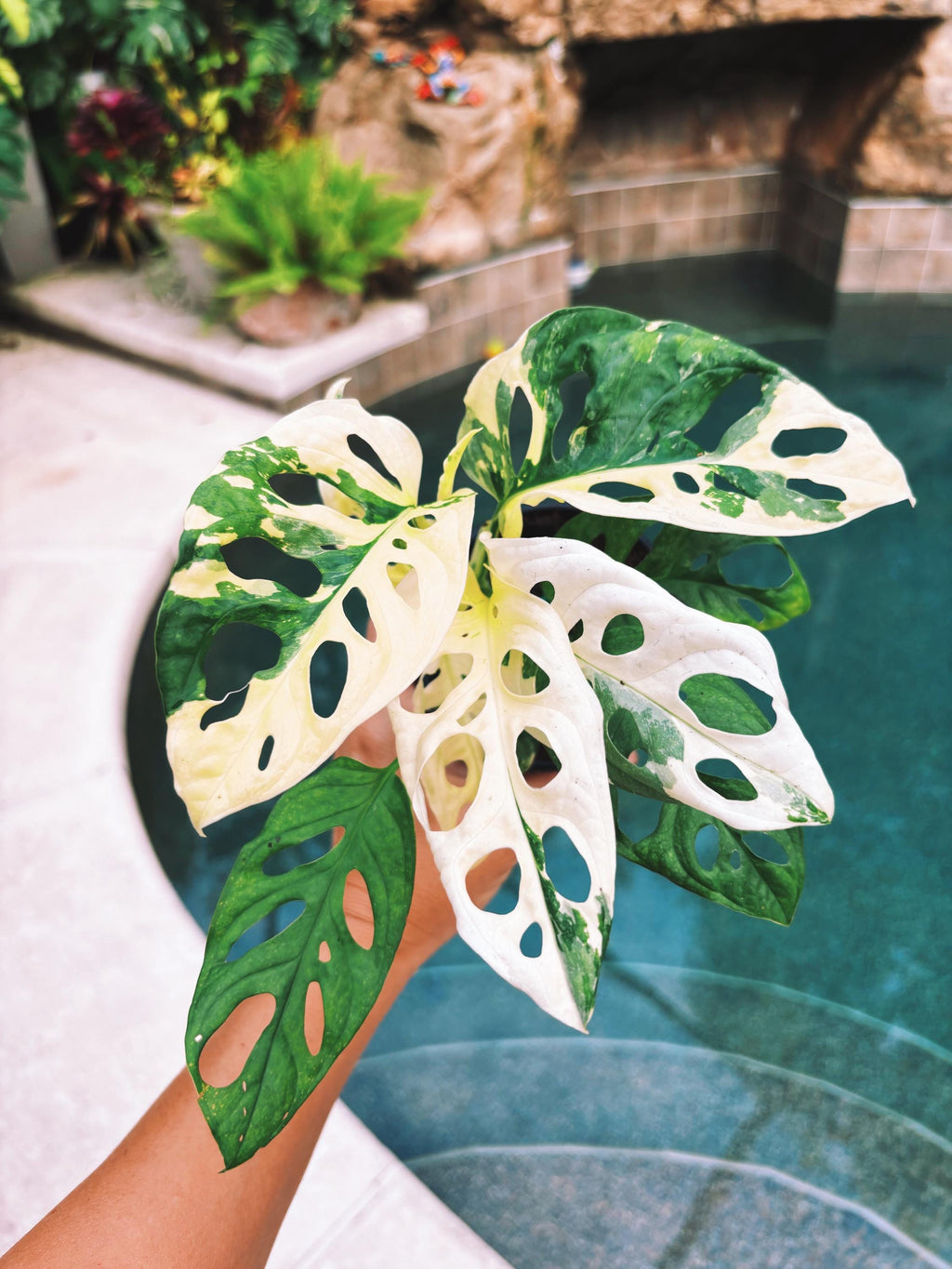 RARE Variegated Monstera Adansonii Albo White Tropical House Plant Aroid 4 Potted growers choice