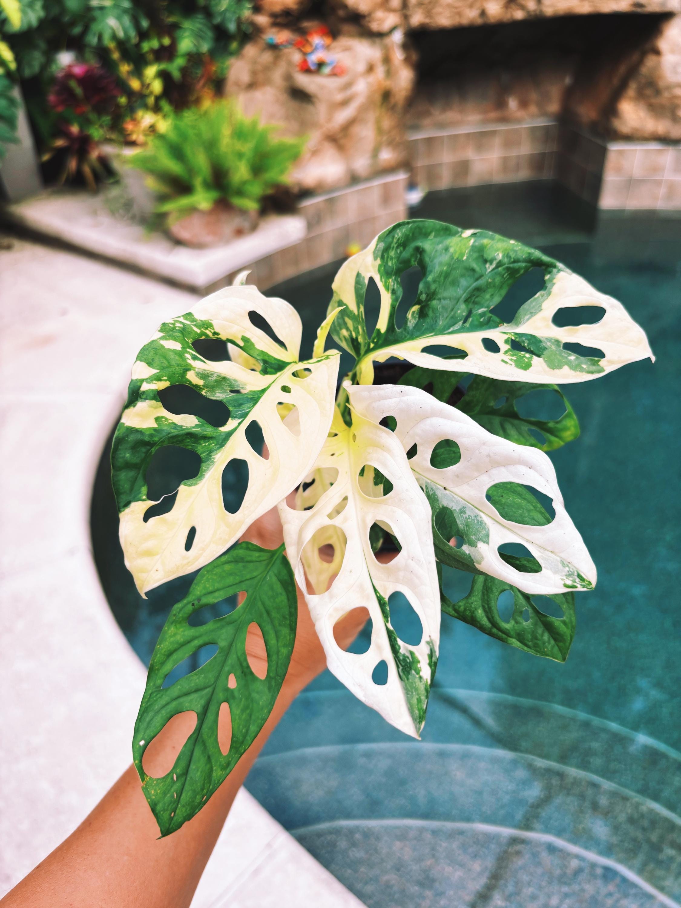 RARE Variegated Monstera Adansonii Albo White Tropical House Plant Aroid 4 Potted growers choice