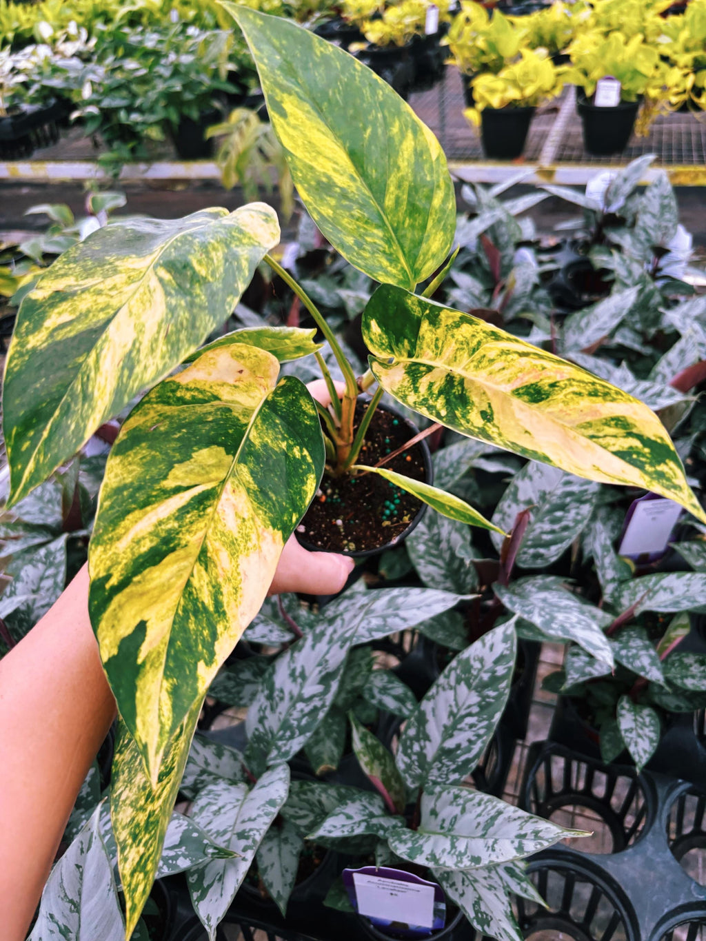 RARE Variegated Epiprenum Yellow Golden Flame Aurea Large Climbing Tropical House Plant Aroid 4 Potted growers choice