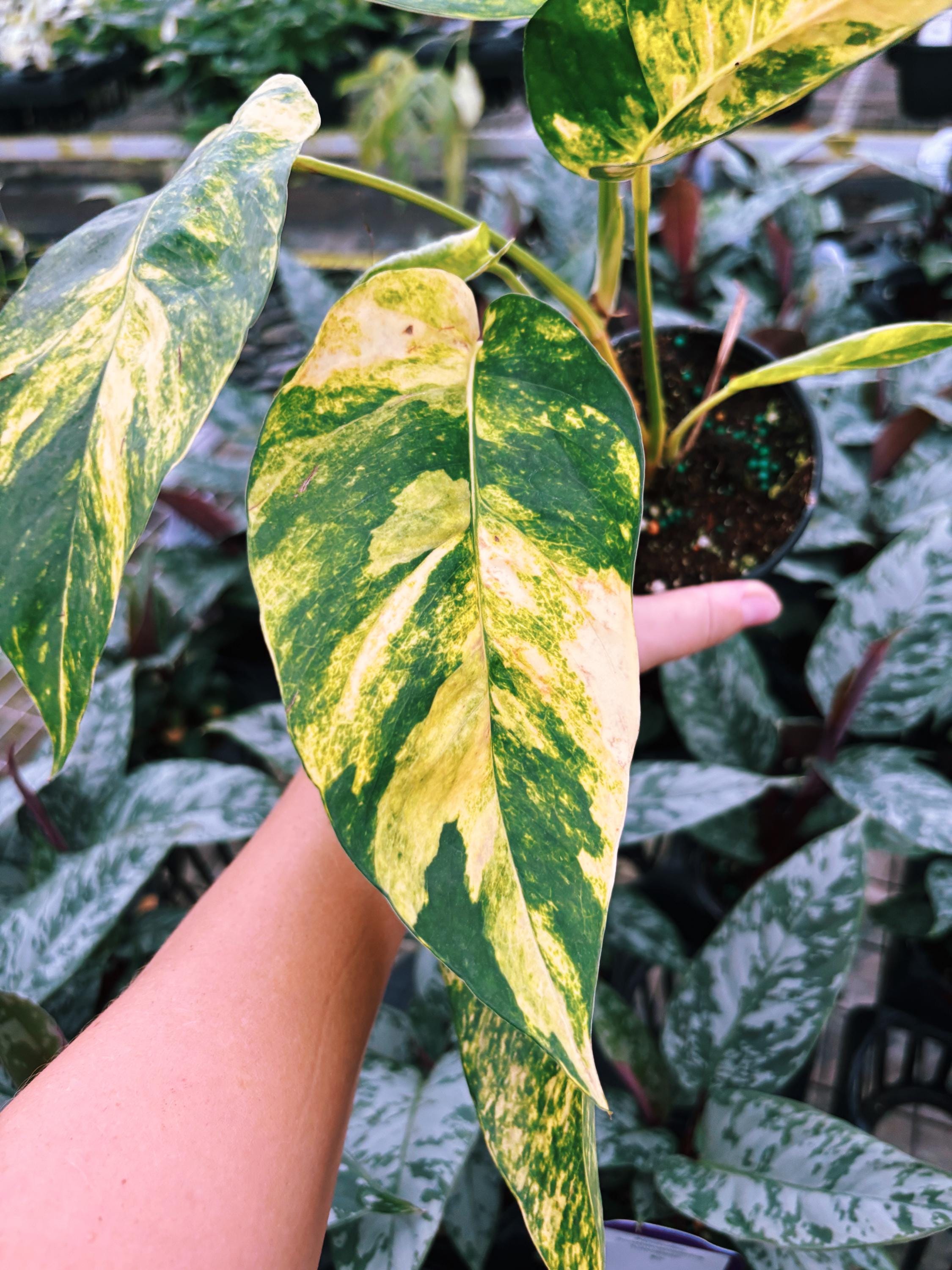 RARE Variegated Epiprenum Yellow Golden Flame Aurea Large Climbing Tropical House Plant Aroid 4 Potted growers choice